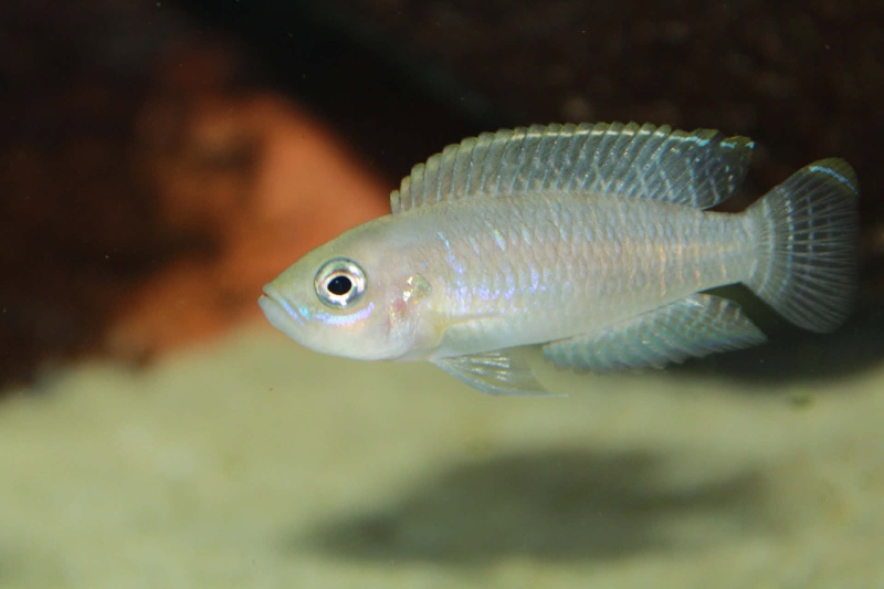 Neolamprologus brevis 'Katete'